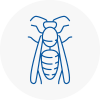Rainhill Wasp Nest Removal
